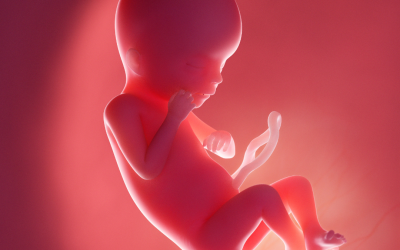 Beberapa Penyebab Janin Tidak Berkembang