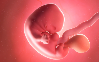 Gejala dan Cara Mengatasi Janin Tidak Berkembang
